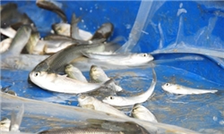 رهاسازی بچه‌ ماهی در ۱۳ استخر آب کشاورزی سیرجان