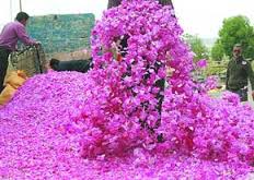کاشت گل محمدی در ۲ هزار هکتار مناطق شمالی سیرجان