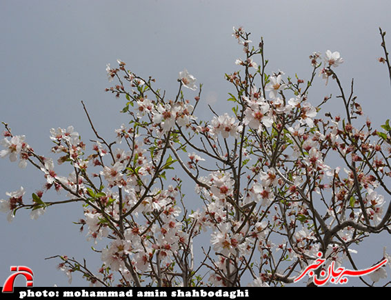 شکوفه های بهاری درختان بادام در سیرجان