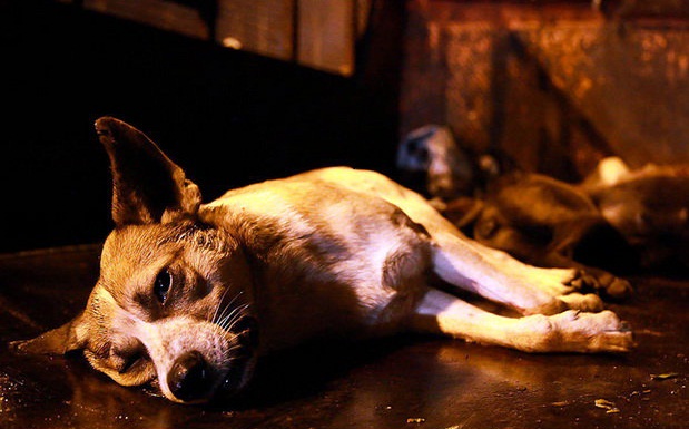 ماجرای کشتن دو هزار سگ در کرمان