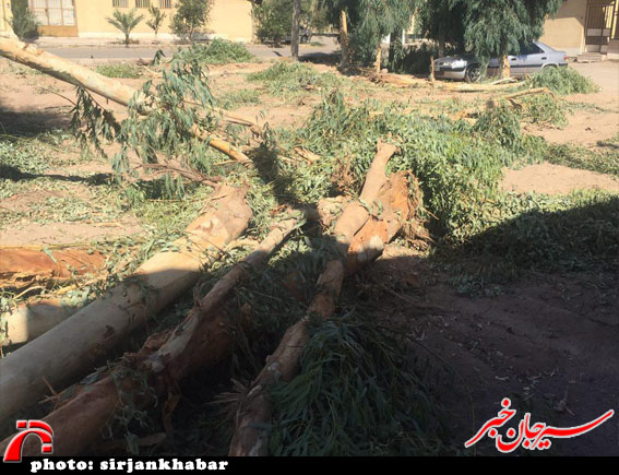 قلع و قمع درختان در سیرجان/عکس