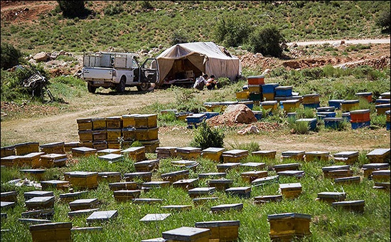 افزایش ۹۰ درصدی تولید عسل در سیرجان