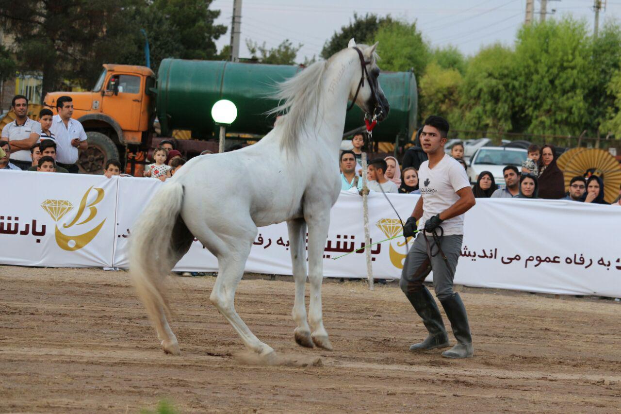 برگزاری جشنواره اسب های اصیل بومی ایران در سیرجان