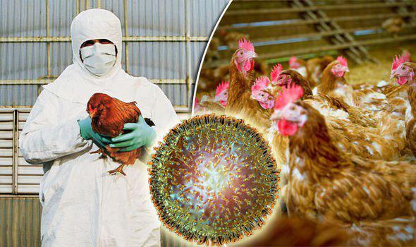 آنفلوانزای فوق حاد پرندگان تهدیدی جدی اما قابل کنترل