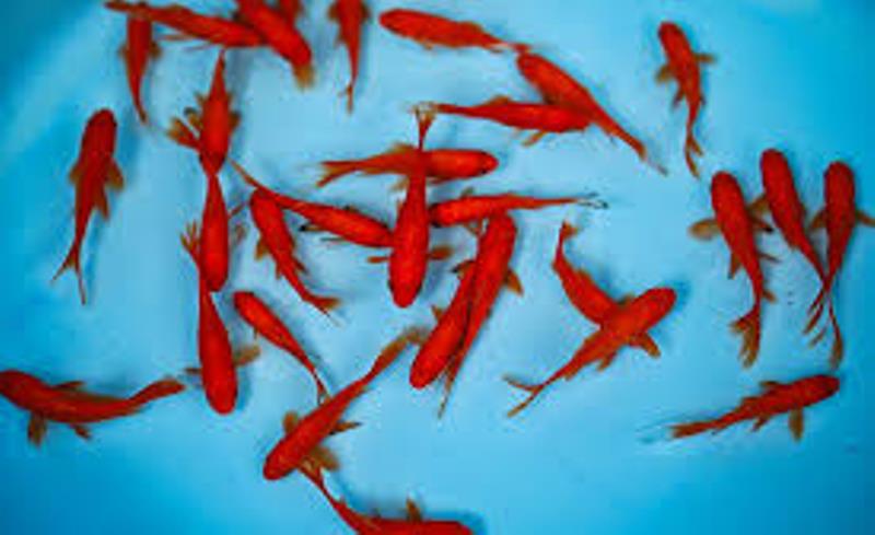 اختصاص استخر شهربازی برای رهاسازی ماهی‌های قرمز