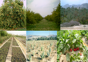 بهره برداری از ۹ پروژه کشاورزی و دامپروری در سیرجان
