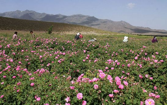 افزایش کاشت گل محمدی در سیرجان