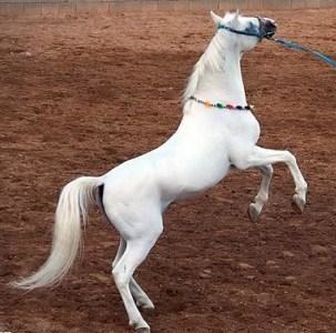 برگزاری جشنواره اسب های بومی فلات ایران در سیرجان