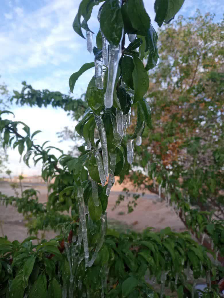 یخ زدگی درختان در سیرجان/شوک بزرگ سرما به پسته‌کاران سیرجانی