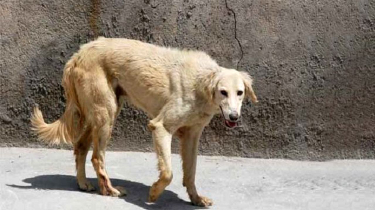 ۵۷۶ مورد گازگرفتگی سگهای ولگرد در سیرجان