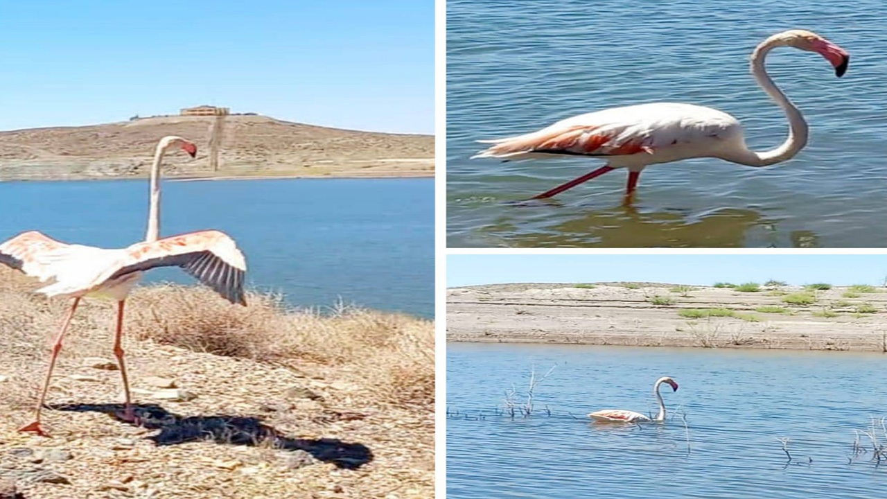 فلامینگوی آسیب دیده پس از تیمار به طبیعت برگشت