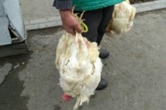 از فروشندگان دوره‌گرد مرغ زنده خریداری نکنید