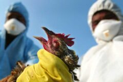 هشدار دامپزشکی سیرجان درباره فصل شیوع آنفلوانزای فوق حاد پرندگان