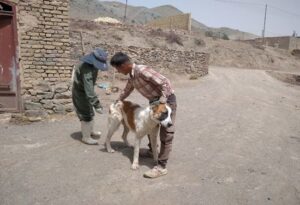 بالغ بر ۴۵۰ قلاده سگ گله و نگهبان علیه بیماری هاری واکسینه شدند