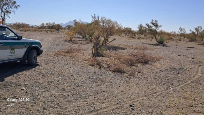 متخلف قطع درختان تاغ دستگیر شد